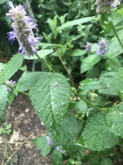 Agastache foeniculum