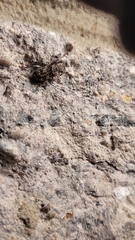 Ecyrus