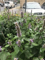 Agastache foeniculum