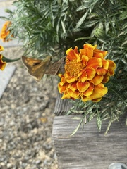 Atalopedes campestris