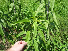 Helianthus grosseserratus