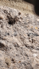 Ecyrus