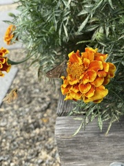 Atalopedes campestris