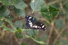 Limenitis reducta