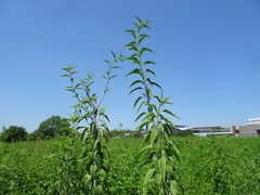 Helianthus grosseserratus