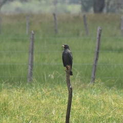 Rostrhamus sociabilis