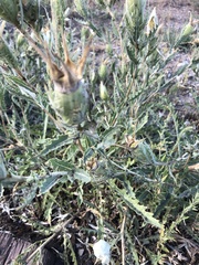 Mentzelia decapetala