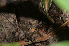 Morococcyx erythropygus