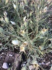 Mentzelia decapetala