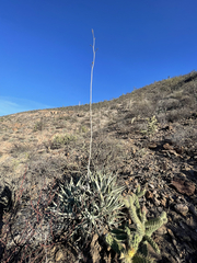 Agave cerulata