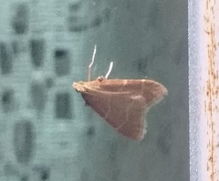 Arta epicoenalis