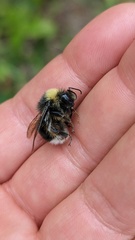 Bombus occidentalis