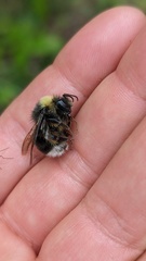 Bombus occidentalis