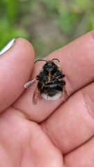 Bombus occidentalis