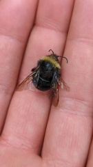 Bombus occidentalis