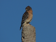 Buteo lineatus