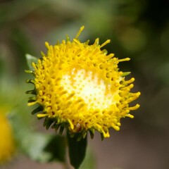 Grindelia nuda