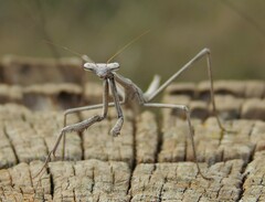 Archimantis sobrina