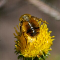 Lordotus striatus