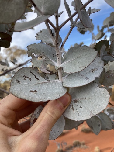 Image of Eucalyptus gongylocarpa by (c) Thomas Mesaglio, some rights reserved (CC BY)