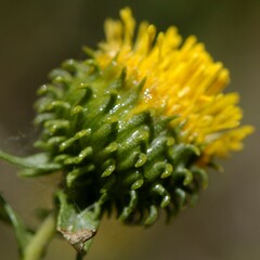 Grindelia nuda
