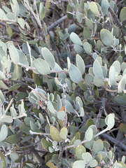 Simmondsia chinensis