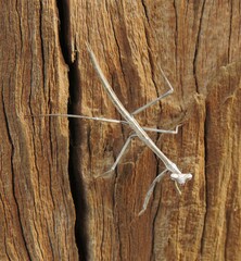 Archimantis sobrina