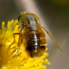 Lordotus striatus