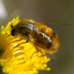 Lordotus striatus