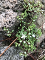 Sedum goldmanii