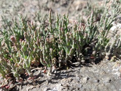 Salicornia rubra