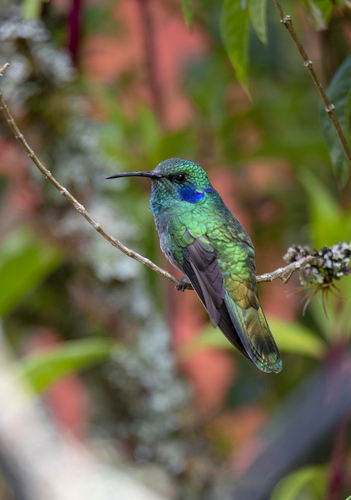 Colibrí Verdemar Menor (Colibri cyanotus)