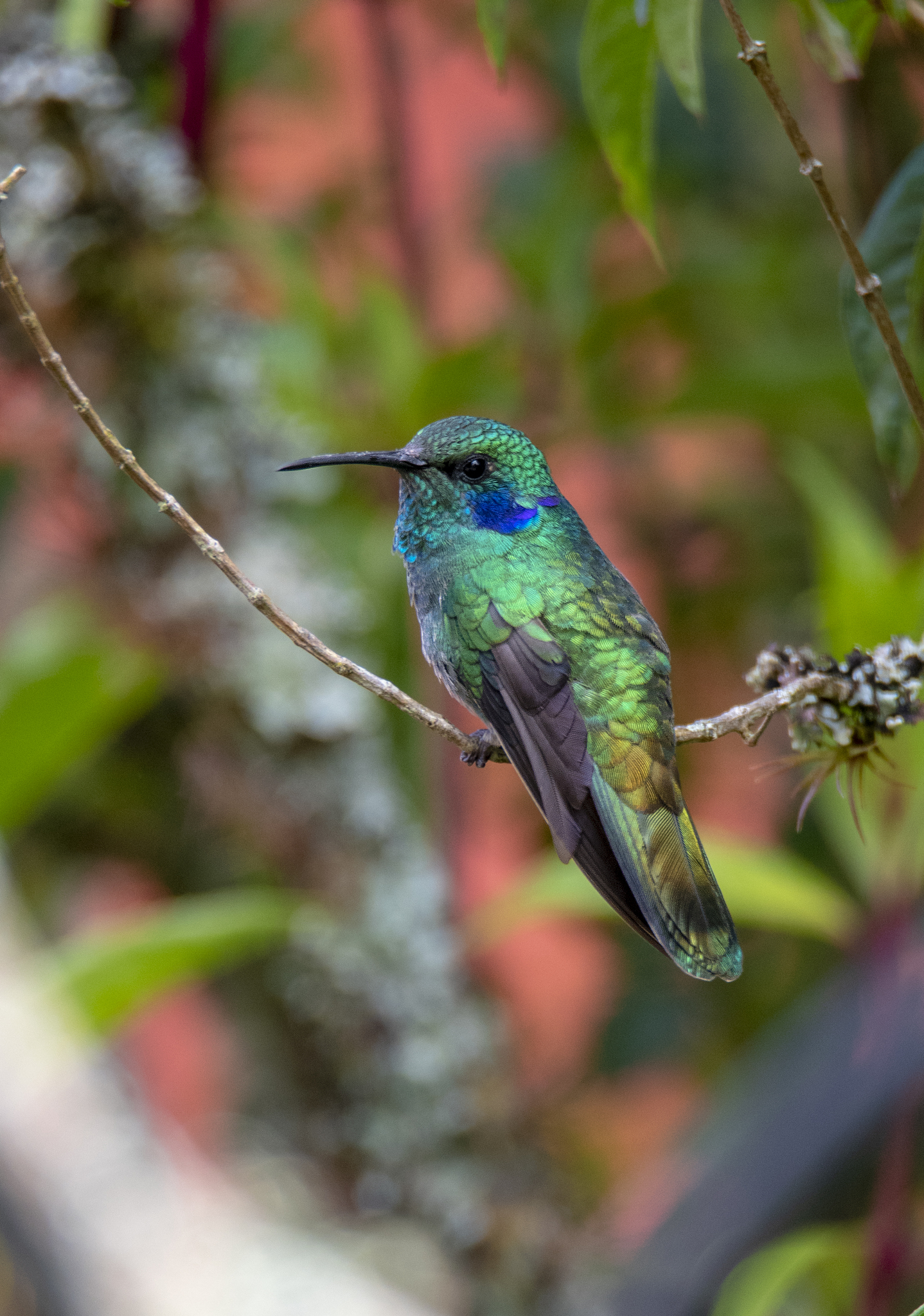 Lesser Violetear (Colibri cyanotus)