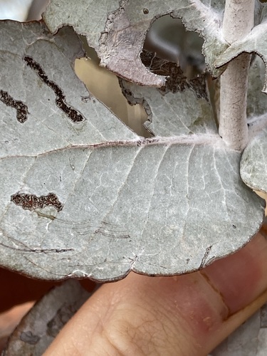 Image of Eucalyptus gongylocarpa by (c) Thomas Mesaglio, some rights reserved (CC BY)