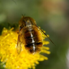 Lordotus striatus