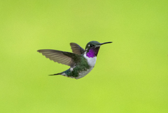 Chaetocercus mulsant