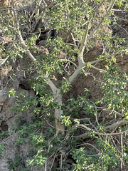 Ficus petiolaris palmeri