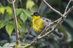 Atlapetes pallidinucha