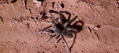 Acanthoscurria