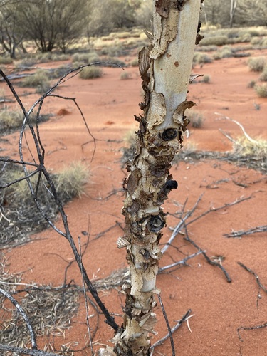 Image of Eucalyptus gongylocarpa by (c) Thomas Mesaglio, some rights reserved (CC BY)