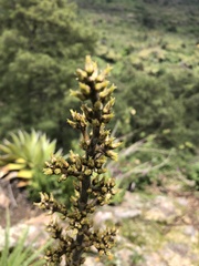 Hechtia chichinautzensis