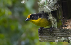 Atlapetes pallidinucha