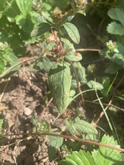 Prunella vulgaris lanceolata