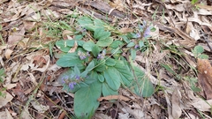 Ajuga