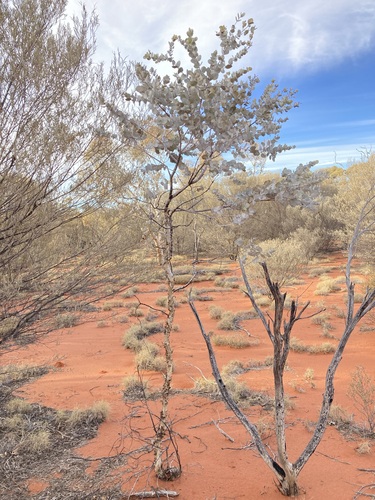 Image of Eucalyptus gongylocarpa by (c) Thomas Mesaglio, some rights reserved (CC BY)