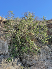 Ficus petiolaris palmeri