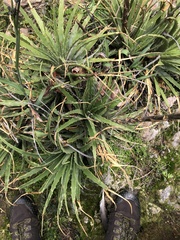 Hechtia chichinautzensis