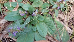 Ajuga