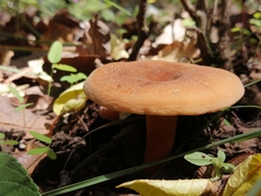 Lactifluus