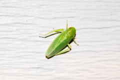 Gyponana